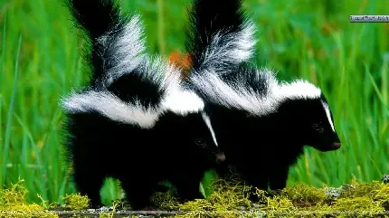  عکس پروفایل دونفره خفن عاشقانه