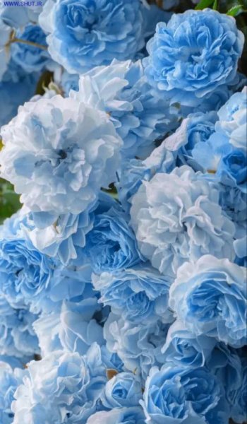  200 عکس کیوت آبی دخترانه