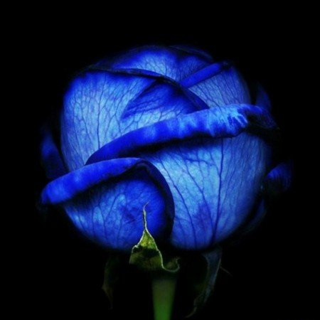  200 عکس کیوت آبی دخترانه