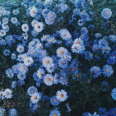  150 عکس آبی کیوت