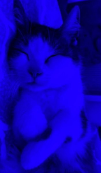  150 عکس آبی کیوت