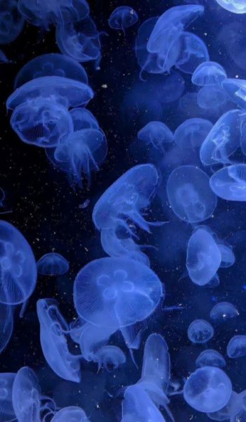  150 عکس آبی کیوت