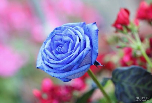  عکس پروفایل آبی فیروزه ای