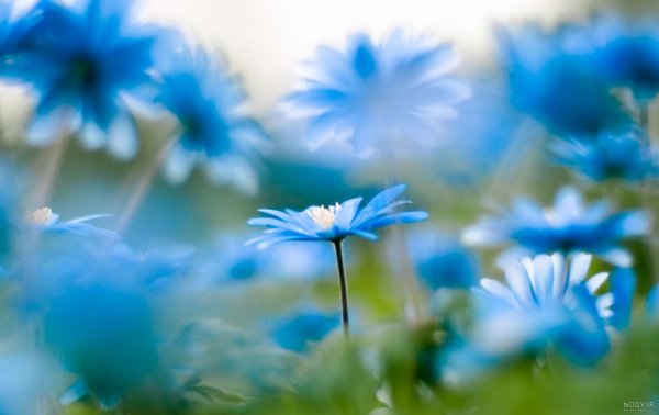  عکس پروفایل آبی فیروزه ای