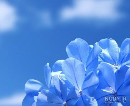  78 عکس پروفایل آبی ساده