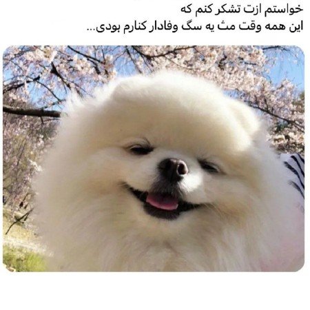  150 عکس پروفایل ست رفیق