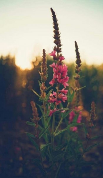  عکس پروفایل تیکه دار خدایی