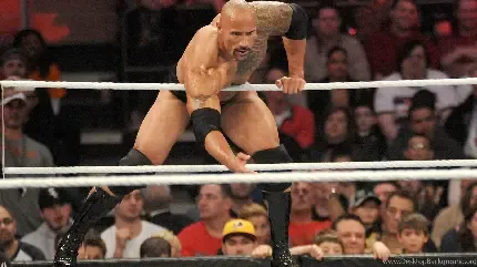  عکس تیک تاک کیوت