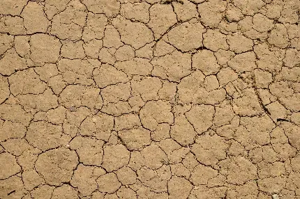  عکس تیک تاک کیوت