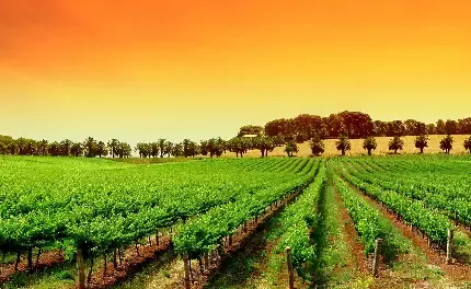  عکس تیک تاک کیوت