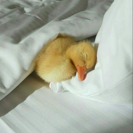  عکس پروفایل برای تیک تاک