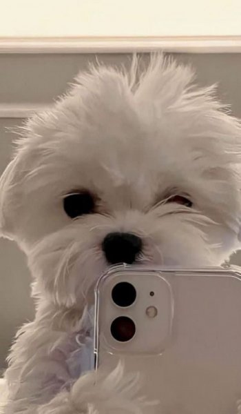  عکس پروفایل برای تیک تاک