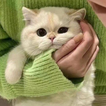  عکس پروفایل برای تیک تاک