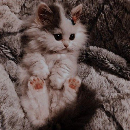  عکس پروفایل برای تیک تاک