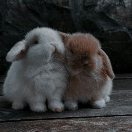  عکس پروفایل برای تیک تاک