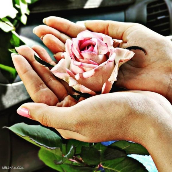  عکس عاشقانه لاکچری