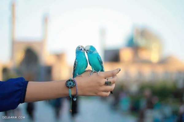  عکس عاشقانه لاکچری