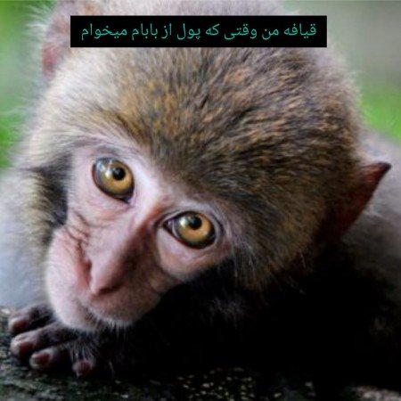  عکس جذب ثروت برای صفحه گوشی