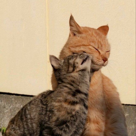  عکس دونفره بدون چهره