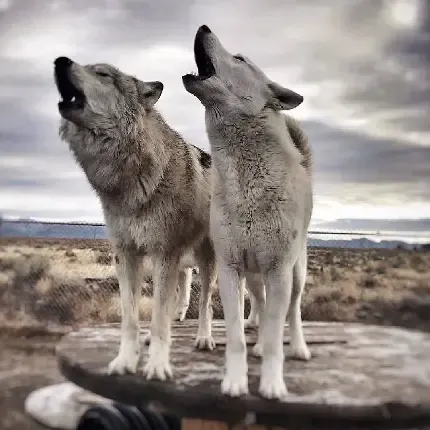  عکس سیگار در دست دختر طبیعی