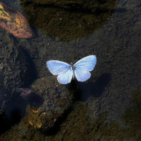  24 عکس دختر بدون چهره خارجی