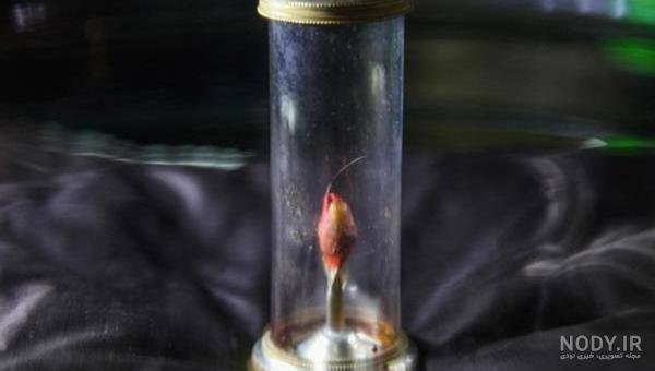  عکس محمد رسول الله واقعی