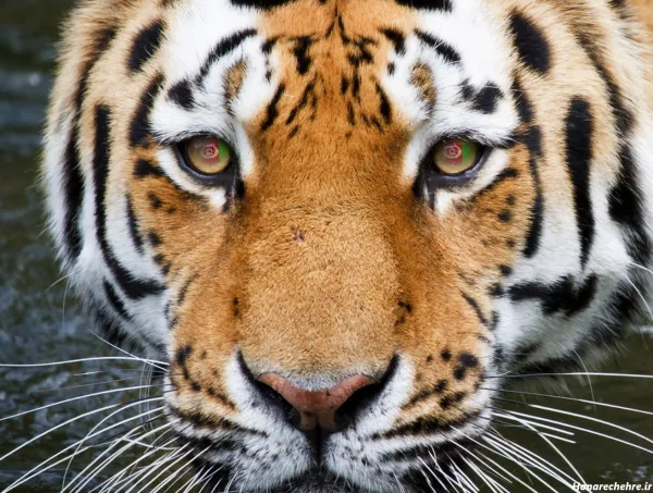  عکس پرچم افغانستان برای پروفایل