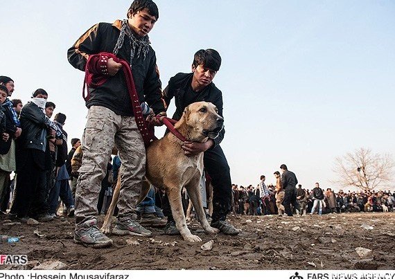  عکس افغانی دختر زشت