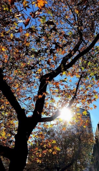  عکس پاییز واقعی