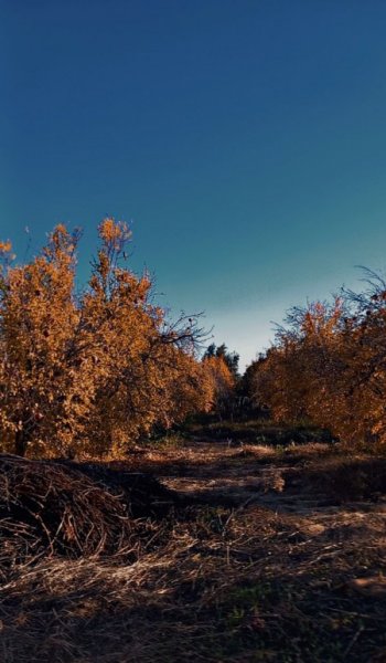  عکس پاییزی برای پروفایل