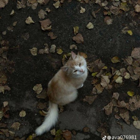  عکس پاییزی برای پروفایل