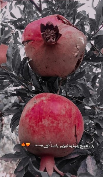  عکس پاییز برای تصویر زمینه