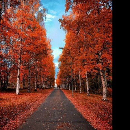  عکس پاییز برای تصویر زمینه