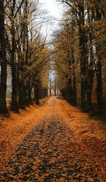  عکس پاییز برای تصویر زمینه