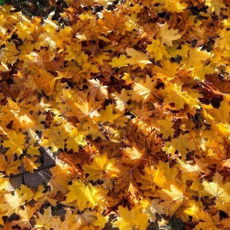  عکس پاییز برای تصویر زمینه