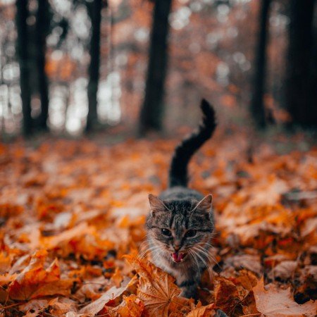  عکس پاییز برای پرو فایل