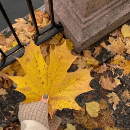  عکس پاییز برای پرو فایل