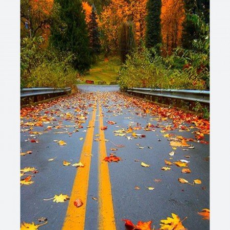  عکس برگ پاییزی برای پروفایل