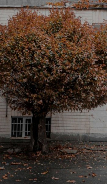  عکس برگ پاییزی برای پروفایل