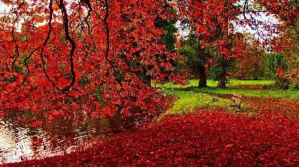  عکس برگ پاییزی برای پروفایل