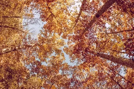  عکس پرو فایل پاییز واقعی