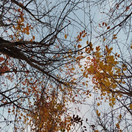  عکس پرو فایل پاییز واقعی