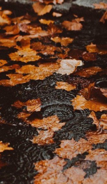  254 عکس پاییز برای تصویر زمینه