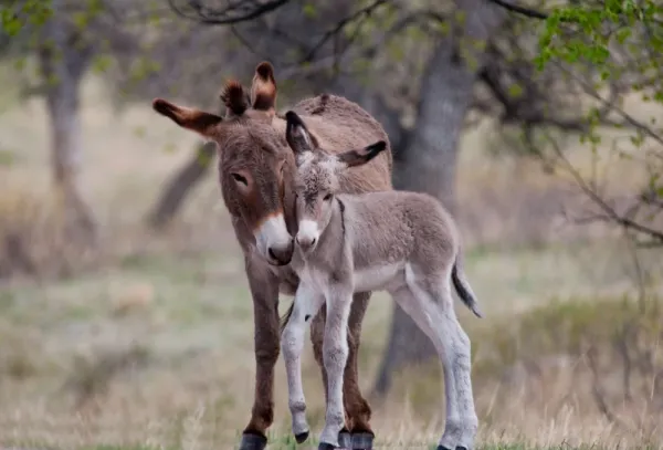  عکس قدیمی ane
