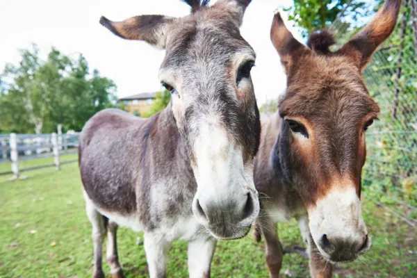  Ane عکس قدیمی و جدید