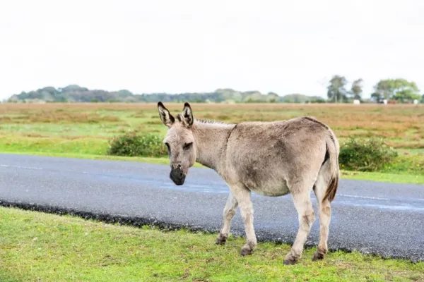  Ane عکس قدیمی و جدید