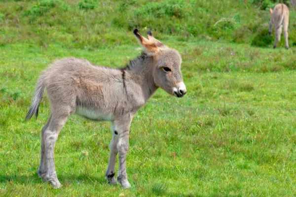  هوش مصنوعي ane عکس قدیمی خودم