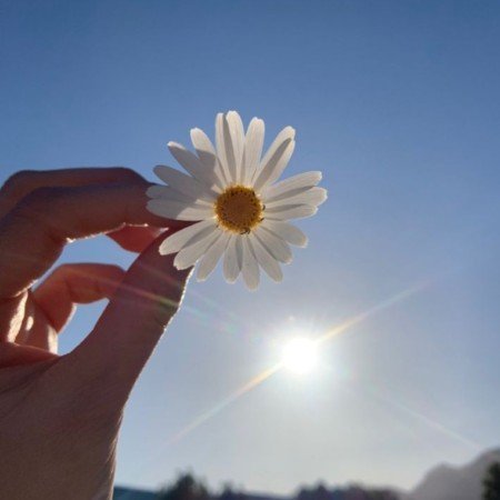  عکس گل رز واقعی