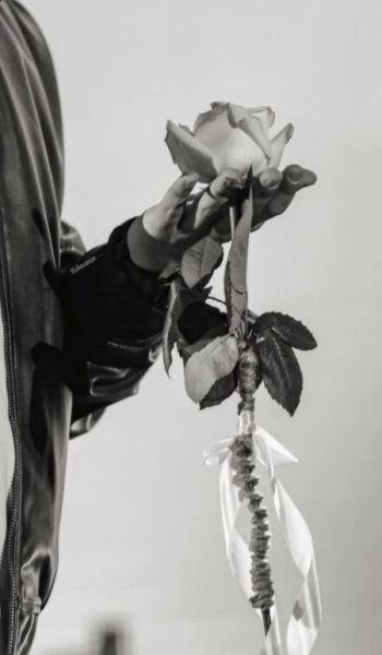  عکس گل رز واقعی