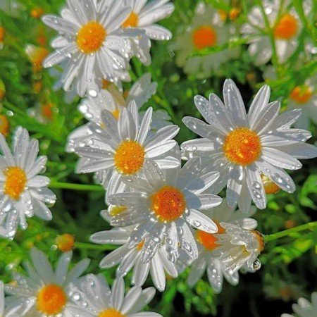  عکس گل طبیعی زیبا